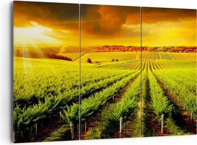 Produktbild von Bild auf Leinwand - Leinwandbild - Land Weingut Pflanzung - 165x110cm - Wand Bild - Wanddeko - Leinwanddruck - Bilder - Kunstdruck - Wanddekoration - Leinwand bilder - Wandkunst - CE165x110-2694