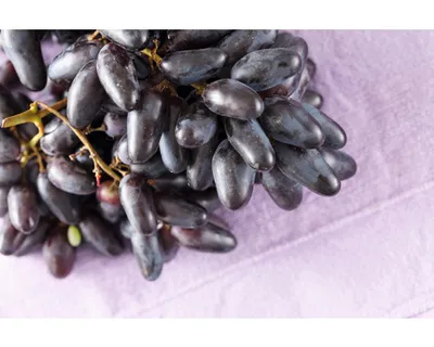 Obrázek produktu pro Vinná réva'datlová' FloraSelfVitis vinifera 60-100 cm květináč 3 l