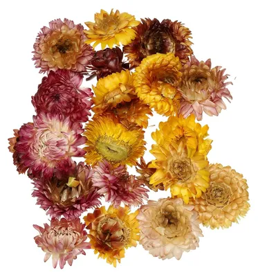 Getrocknete Chrysanthemen – natürliche Blumen für Basteln & Scrapbooking