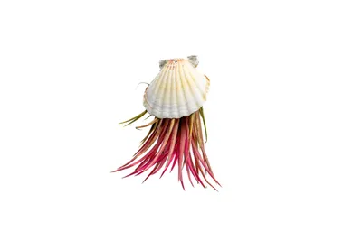 Obrázek produktu pro Gardners Mušle s Tillandsií Ionantha red