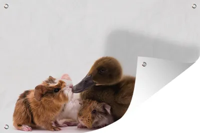Produktbild von MuchoWow® 90x60 cm Outdoor-Poster Gartendeko Sichtschutz Garten Poster für den Garten  Baby-Ente mit Meerschweinchen