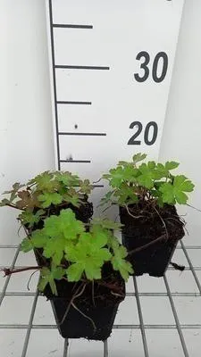 Zdjęcie produktu dla 6 x Geranium hybr. 'Salomé' - Cranesbill - doniczka 9 x 9 cm