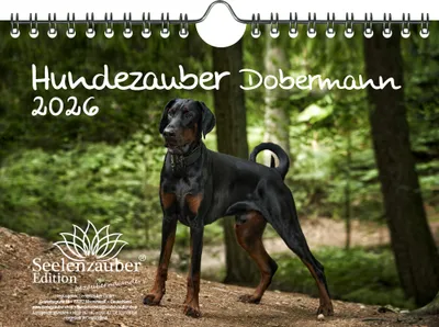 Produktbild von Hundezauber Dobermann DIN A5 Kalender für 2026 Welpen und Hunde - Seelenzauber