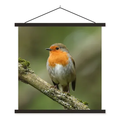 Produktbild von MuchoWow® Textilposter Vogel - Rotkehlchen - Zweig - Pflanzen 40x40 cm mit schwarzem Rahmen - Fotos