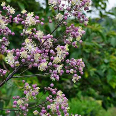 Immagine prodotto di 6 x Ruta di prato - Thalictrum 'Elin' | Vaso 9 cm x 9 cm