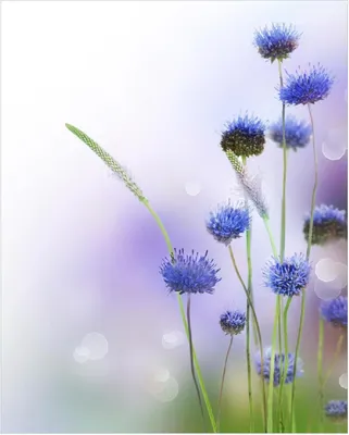 Produktbild von Wallario Poster - Abstrakte lila Blume, Kunstdruck Größe: 40 x 50 cm