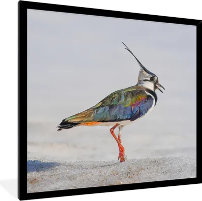Produktbild von MuchoWow® Gerahmtes Poster Vogel - Tiere - Sand - Kiebitz 40x40 cm - Poster mit Schwarzem Bilderrahmen Wandposter Rahmen Foto Bilder - Mit Rahmen - Wanddekoration Schlafzimmer