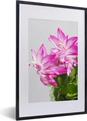 Produktbild von MuchoWow® MuchoWow® Gerahmtes Poster Blüten des Deckelkaktus aus der Nähe 40x60 cm - Poster mit zchwarzem Bilderrahmen - Poster in Rahmen