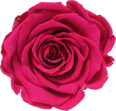 Produktbild von Infinity Rose L Ø5cm konserviert stabilisiert haltbar Rosenkopf ewige Rosenblüte 1 St. Dunkel Pink (pin05)