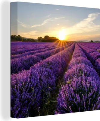 Produktbild von OneMillionCanvasses® - Leinwandbilder - Bild auf Leinwand Wandbild Leinwandbild Lavendel - Blumen - Sonnenuntergang - Lila, 90x90 cm, Kunstdruck Wandkunst Gemälde auf Holzrahmen - Malereien - Wandschmuckes