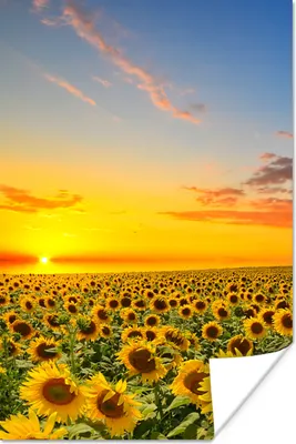 Produktbild von MuchoWow® Poster Blumen - Sonnenblume - Sonnenuntergang - Nacht - Orange 20x30 cm - Papierdruck