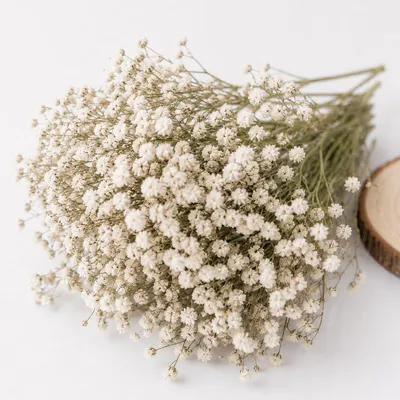 120 getrocknete weiße Schleierkraut-Blüten, 5-8 cm