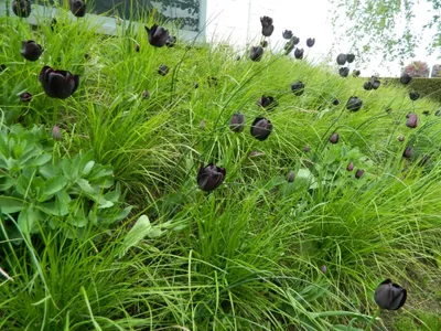 Image de Tulipa 'Queen of Night' - Bulbe de fleurs - 25 pièces