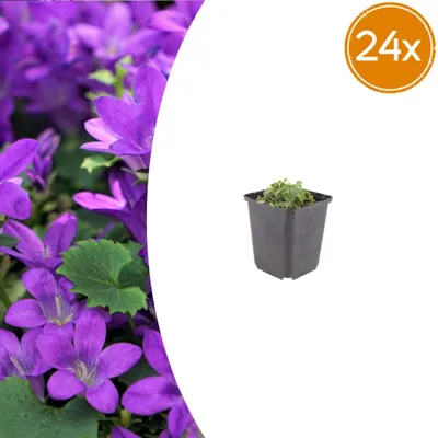 Produktbild von Campanula portenschlagiana | 24 Stück - 10-25cm - Ø9cm - Gartenpflanze