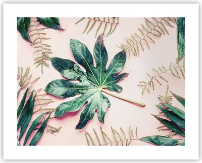Produktbild von Poster - Poster ohne Rahmen - Blatt Tropisch Palme - 50x40 cm - Wand Bild - Wanddeko - Wandbilder - Kunstposter - Wandposter - Bilder - Kunstdruck - Wanddekoration - Wandbild - P2XAA50x40-4314