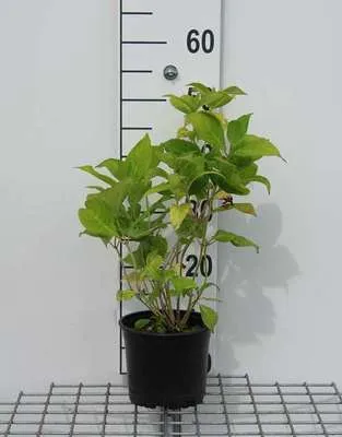 Obrázok produktu pre Hydrangea macr. 'Bouquet Rose' - Kvetinová ruža 25- 30 cm Kontajner