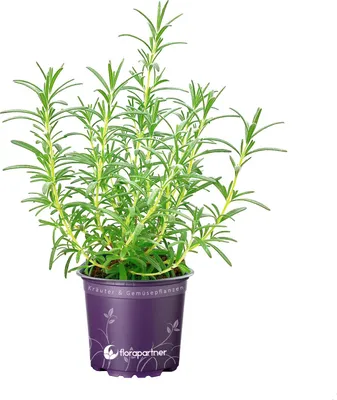 Produktbild von Rosmarin winterhart `Blue Winter`