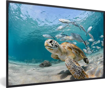Produktbild von MuchoWow® MuchoWow® Gerahmtes Poster Schildkröte - Fisch - Meer 30x20 cm - Poster mit zchwarzem Bilderrahmen - Kunstdruck - Bild-Poster