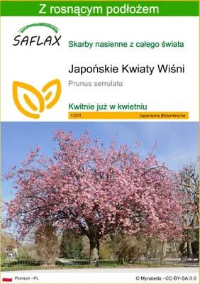 Zdjęcie produktu dla SAFLAX - Japońskie Kwiaty Wiśni - 30 Nasiona - Z podłożem uprawowym wolnym od zarazków - Prunus serrulata