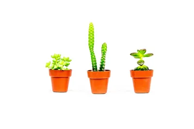 Obrázek produktu pro Gardners Kaktus mix, průměr 3,5 cm