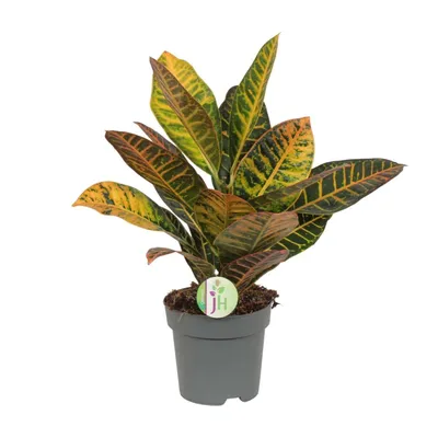 Immagine prodotto di Codiaeum Variegatum Petra Ø17Cm - ↕45Cm