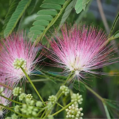 Produktbild von Seidenbaum - Albizia julibrissin 'Ombrella'  | 40-50 cm in Container