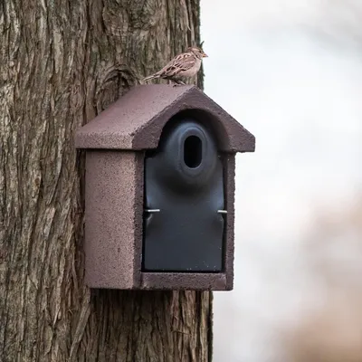 Produktbild von CJ Wildlife Nistkasten - 32 mm ovales Einflugloch - WoodStone/Holz (FSC) - für Kohlmeise, Kleiber, Feldsperling - räubersicher, wetterfest