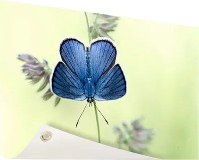 Produktbild von Gartenposter - 120x80 cm - Blauer Schmetterling  - Modernes Wandbilder - Tierposter