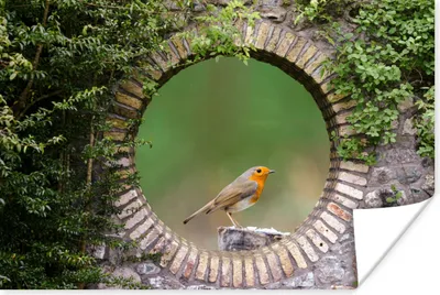 Produktbild von MuchoWow® Poster Vogel - Durchblick - Rotkehlchen 120x80 cm - Bilder