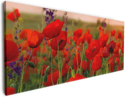 Produktbild von Wallario Premium Leinwandbild Mohnblumen auf dem Feld in Größe 60 x 150 cm