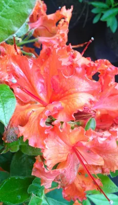 Image de Rhododendron Luteum Gibraltar – azalée à feuilles caduques, 30 à 40 cm, rouge orangé