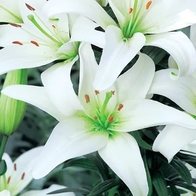 Zdjęcie produktu dla Lilia Azjatycka Canova Biała 1 szt Lilie cebule lilii cebulki