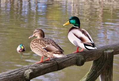 Produktbild von 3 D Ansichtskarte Enten, Postkarte Wackelkarte Hologrammkarte Tiere Tier Erpel Stockente