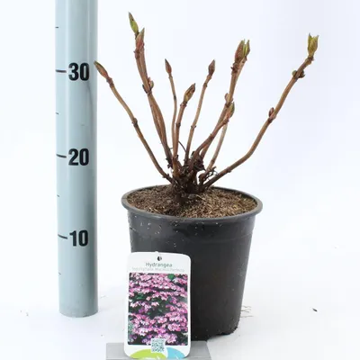 Produktbild von Hydrangea macr. 'Mariesii Perfecta’ ('Blue Wave') - Hortensie | 20-25 cm im Topf