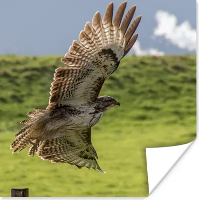 Produktbild von MuchoWow® Poster Bussard - Gras - Himmel 75x75 cm - Wand Dekoration