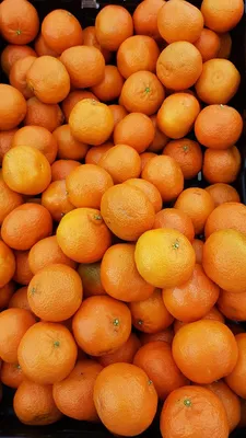 Image de Citrus x clementina greffé sur Volkameriana / Clementinier