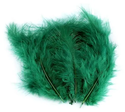 Image de Plumes d'autruche vertes 9-16cm