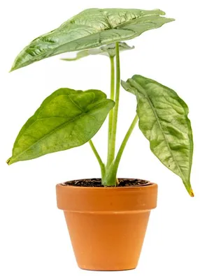 Obrázek produktu pro Gardners Alocasia Dragon Breath, průměr 6 cm