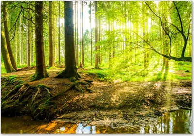 Imagen del producto de Tulup® - Cuadro sobre lienzo - 100x70 cm - Arte para la pared - Impresiones sobre lienzo - Impresión en lienzo - Paisajes - Verde - Rayos de sol, bosque