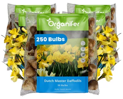 Obrázok produktu pre Narcisové Cibule - 250 Kvetinových Cibúľ - Dutch Master - Zlatožlté Trúbkovité Kvety - Organifer