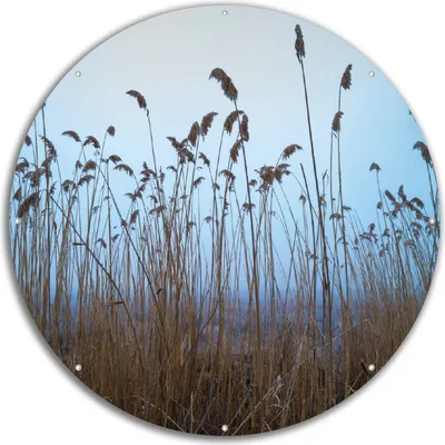 Produktbild von Wallario rundes Outdoor-Poster für Garten oder Balkon, Motiv Schilfrohr am See vor blauem Himmel, 60 cm Durchmesser