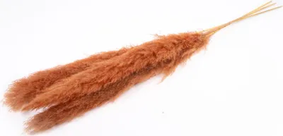 Produktbild von INNA-Glas Pampasgras getrocknet ANIAMI, Terracotta, 130-140cm, Ø20cm - Getrockneter Strauß