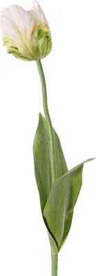 Produktbild von Kunstblume Seidenblumenimitat weiß/gelb
