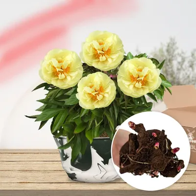 Produktbild von Pfingstrosen Pflanzen Winterhart Yellow Passion - 1 Wurzel - große Päonien Hybride - Mehrjährige Staude - Pflanzen aus Holland für Garten und Topf (kein Samen, Zwiebeln, nicht künstlich)