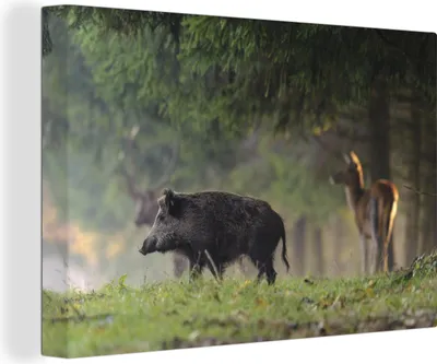 Zdjęcie produktu dla MuchoWow® - Obraz na płótnie - Dzik - Jeleń - Las, fototapeta, dekoracja ścienna, obrazy do salonu, 120x80cm