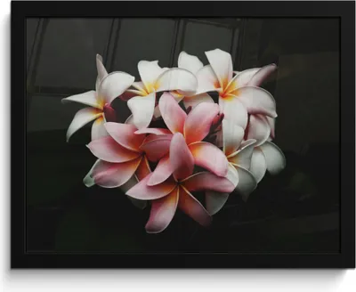 Produktbild von MuchoWow® MuchoWow® Gerahmtes Poster Blumen - Rosa - Schwarz - Flora - Botanisch 40x30 cm - Poster mit zchwarzem Bilderrahmen - Kunstposter - Wanddekorationen