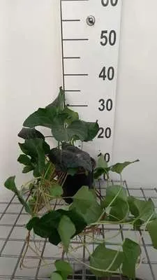 Zdjęcie produktu dla Hedera algeriensis laforet - Bluszcz krzewiasty 40- 60 cm pojemnik