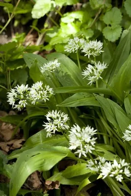Produktbild von Bärlauch - Waldknoblauch - 40 Samen