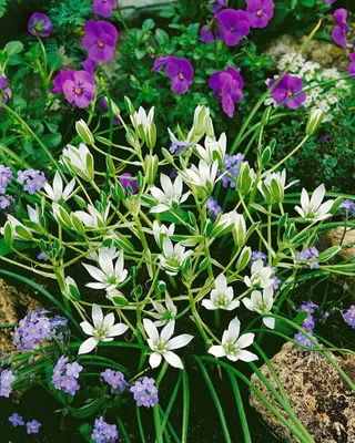 Zdjęcie produktu dla Dolden-Milchstern, odmiana uprawiana w doniczkach - Ornithogalum umbellatum