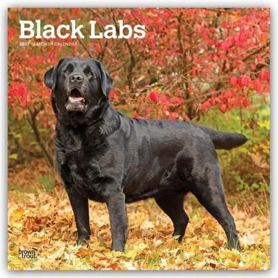 Obrázok produktu pre Čierny labrador retriever – Kalendár na rok 2027 (16-mesačný)
